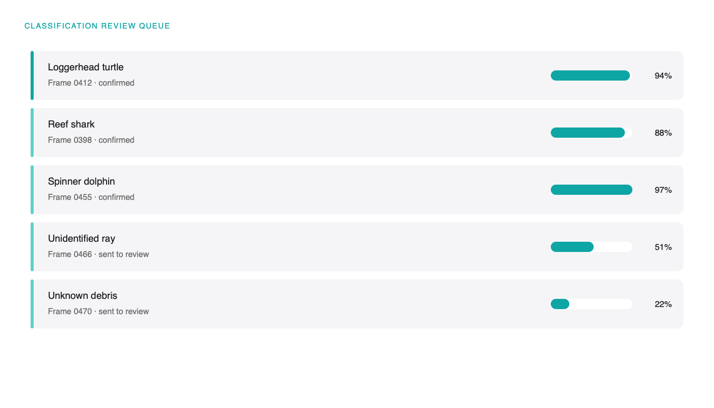 Classification review queue showing captured frames with candidate species and confidence scores